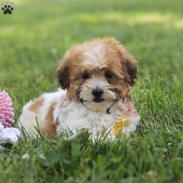 Jax, Shih-Poo Puppy